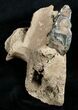 Partial Woolly Rhino Lower Jaw #3541-5